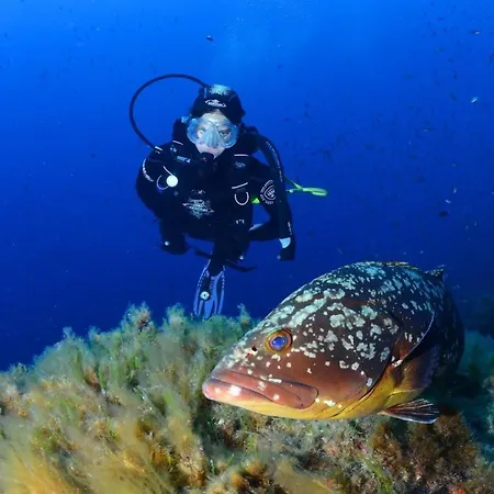 Kemping Paradis Bleu Et Ile D'or Saint-Raphaël